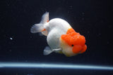 Lionchu  Red White 4 Inch (ID#1119R12a-99) Free2Day SHIPPING