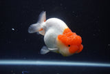 Lionchu  Red White 4 Inch (ID#1119R12a-99) Free2Day SHIPPING