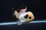 Short Body Thai Oranda  Tricolor 3.5 Inch (ID#0103T14b-102) Free2Day SHIPPING