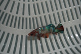 Candy Koi Galaxy  Plakat Female Betta (ID#801-F727) Free2Day SHIPPING