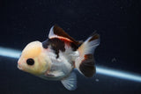 Short Body Thai Oranda  Tricolor 3.5 Inch (ID#0103T14b-102) Free2Day SHIPPING