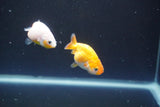 2Pack Thai Ranchu  Tricolor 2 Inch (ID#910ToPtD-37) Free2Day SHIPPING