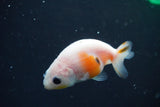 2Pack Thai Ranchu  Tricolor 2 Inch (ID#910ToPtD-37) Free2Day SHIPPING