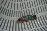 Candy Koi Galaxy  Plakat Female Betta (ID#801-F727) Free2Day SHIPPING