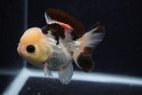 Short Body Thai Oranda  Tricolor 3.5 Inch (ID#0103T14b-102) Free2Day SHIPPING