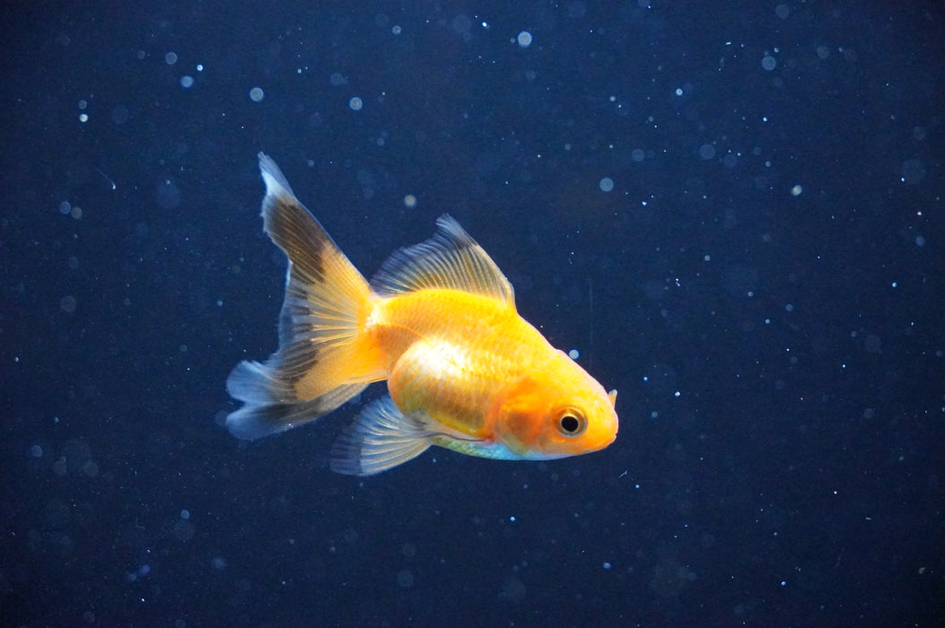 Baby Thai Oranda  Red 2.5 Inch (ID#1104TPTA-34) Free2Day SHIPPING