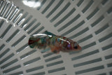 Candy Koi Galaxy  Plakat Female Betta (ID#801-F727) Free2Day SHIPPING