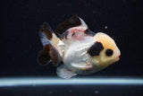 Short Body Thai Oranda  Tricolor 3.5 Inch (ID#0103T14b-102) Free2Day SHIPPING