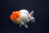 Lionchu  Red White 4 Inch (ID#1119R12a-99) Free2Day SHIPPING