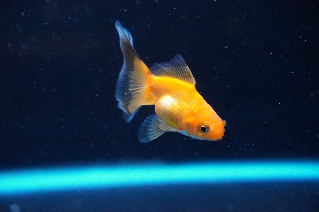 Baby Thai Oranda  Red 2.5 Inch (ID#1104TPTA-34) Free2Day SHIPPING