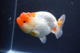 Lionchu  Red White 4 Inch (ID#1119R12a-99) Free2Day SHIPPING