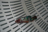 Candy Koi Galaxy  Plakat Female Betta (ID#801-F727) Free2Day SHIPPING