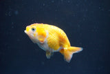 2Pack Thai Ranchu  Tricolor 2 Inch (ID#910ToPtD-37) Free2Day SHIPPING