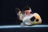 Short Body Thai Oranda  Tricolor 3.5 Inch (ID#0103T14b-102) Free2Day SHIPPING