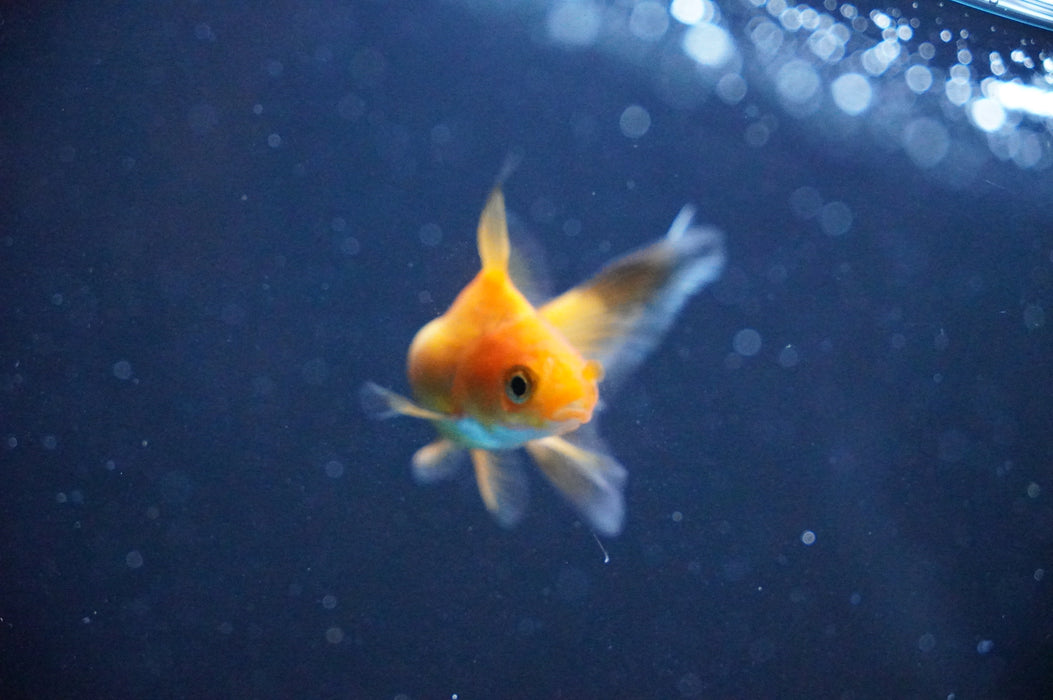 Baby Thai Oranda  Red 2.5 Inch (ID#1104TPTA-34) Free2Day SHIPPING