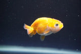 2Pack Thai Ranchu  Tricolor 2 Inch (ID#910ToPtD-37) Free2Day SHIPPING