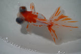 Butterfly  Sakura 4.5 Inch (ID#1001B8b-20) Free2Day SHIPPING