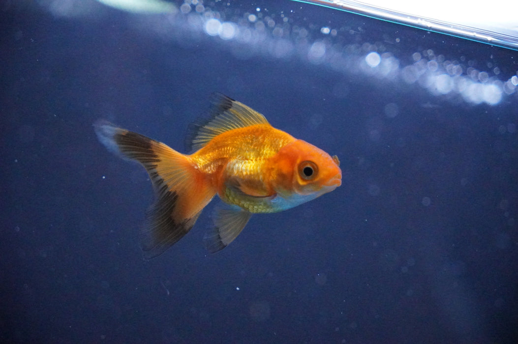 Baby Thai Oranda  Red 2.5 Inch (ID#1104TPTA-34) Free2Day SHIPPING