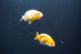 2Pack Thai Ranchu  Tricolor 2 Inch (ID#910ToPtD-38) Free2Day SHIPPING