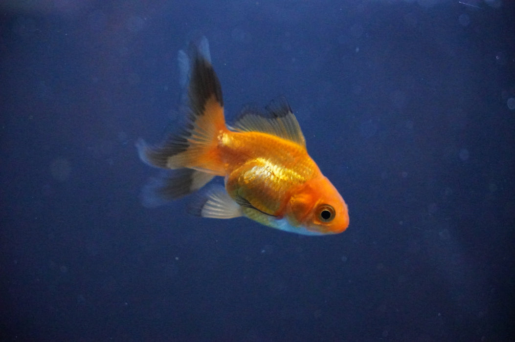 Baby Thai Oranda  Red 2.5 Inch (ID#1104TPTA-34) Free2Day SHIPPING