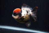 Short Body Thai Oranda  Tricolor 3.5 Inch (ID#0103T14b-103) Free2Day SHIPPING