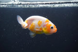 2Pack Thai Ranchu  Tricolor 2 Inch (ID#910ToPtD-38) Free2Day SHIPPING