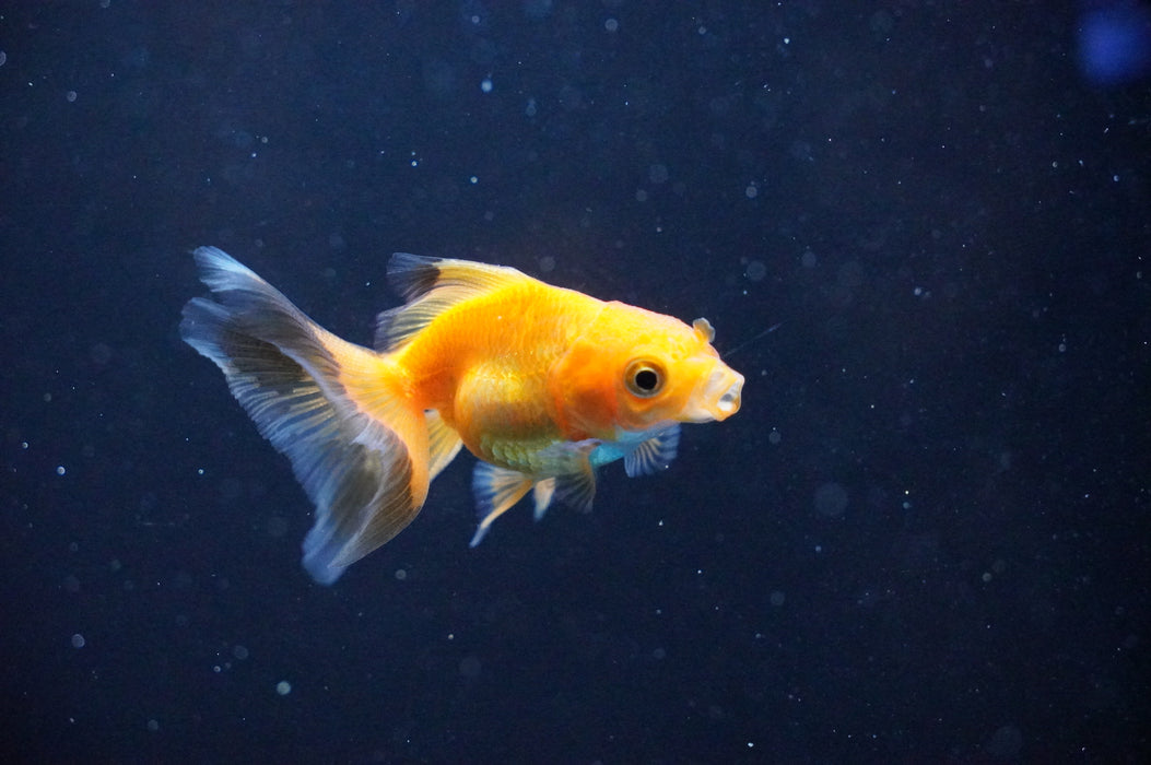 Baby Thai Oranda  Red 2.5 Inch (ID#1104TPTA-34) Free2Day SHIPPING