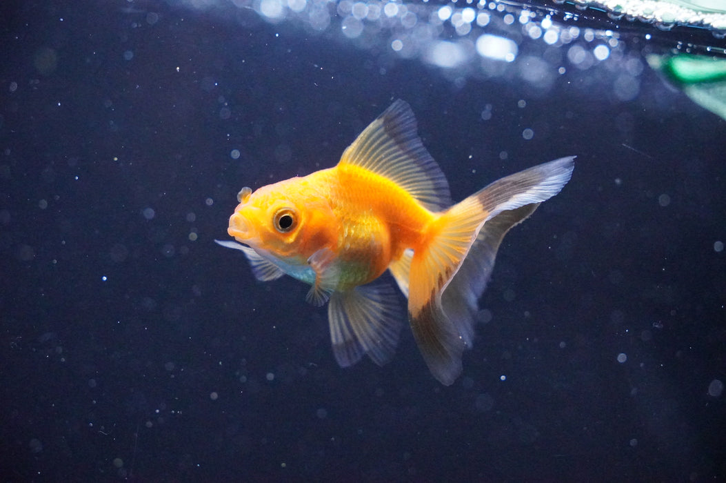 Baby Thai Oranda  Red 2.5 Inch (ID#1104TPTA-34) Free2Day SHIPPING