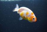 2Pack Thai Ranchu  Tricolor 2 Inch (ID#910ToPtD-38) Free2Day SHIPPING