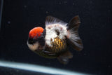 Short Body Thai Oranda  Tricolor 3.5 Inch (ID#0103T14b-103) Free2Day SHIPPING