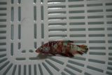 Candy Koi Galaxy  Plakat Female Betta (ID#801-F728) Free2Day SHIPPING