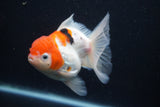 Thai Oranda  Calico 4.5 Inch (ID#927To6b-106)