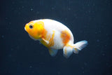 2Pack Thai Ranchu  Tricolor 2 Inch (ID#910ToPtD-38) Free2Day SHIPPING