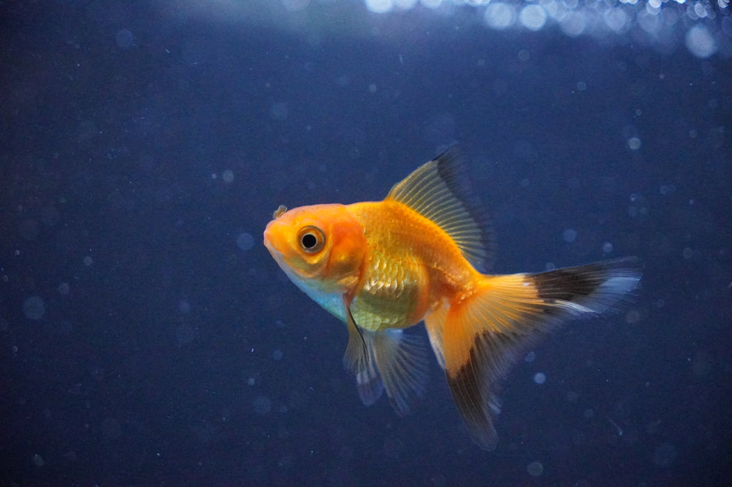 Baby Thai Oranda  Red 2.5 Inch (ID#1104TPTA-34) Free2Day SHIPPING