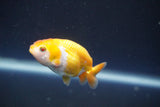 2Pack Thai Ranchu  Tricolor 2 Inch (ID#910ToPtD-38) Free2Day SHIPPING