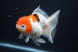 Thai Oranda  Calico 4.5 Inch (ID#927To6b-106)