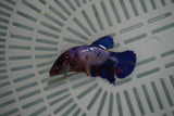 Candy Koi Galaxy  Plakat Female Betta (ID#801-F729) Free2Day SHIPPING