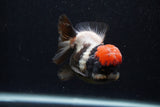 Short Body Thai Oranda  Tricolor 3.5 Inch (ID#0103T14b-103) Free2Day SHIPPING