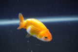 2Pack Thai Ranchu  Tricolor 2 Inch (ID#910ToPtD-38) Free2Day SHIPPING