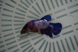 Candy Koi Galaxy  Plakat Female Betta (ID#801-F729) Free2Day SHIPPING