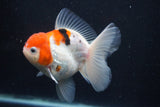 Thai Oranda  Calico 4.5 Inch (ID#927To6b-106)