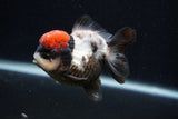 Short Body Thai Oranda  Tricolor 3.5 Inch (ID#0103T14b-103) Free2Day SHIPPING