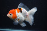 Thai Oranda  Calico 4.5 Inch (ID#927To6b-106)