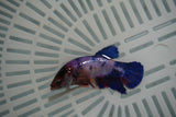 Candy Koi Galaxy  Plakat Female Betta (ID#801-F729) Free2Day SHIPPING