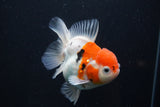 Thai Oranda  Calico 4.5 Inch (ID#927To6b-106)