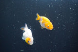 2Pack Thai Ranchu  Tricolor 2 Inch (ID#910ToPtD-39) Free2Day SHIPPING