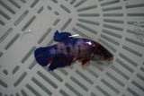 Candy Koi Galaxy  Plakat Female Betta (ID#801-F729) Free2Day SHIPPING