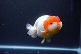 Lionchu  Red White 4.5 Inch (ID#1119R12a-100) Free2Day SHIPPING