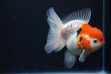 Thai Oranda  Calico 4.5 Inch (ID#927To6b-106)