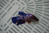 Candy Koi Galaxy  Plakat Female Betta (ID#801-F729) Free2Day SHIPPING